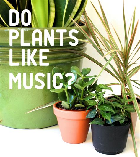 house plants that like metal music|effects of music on plants.